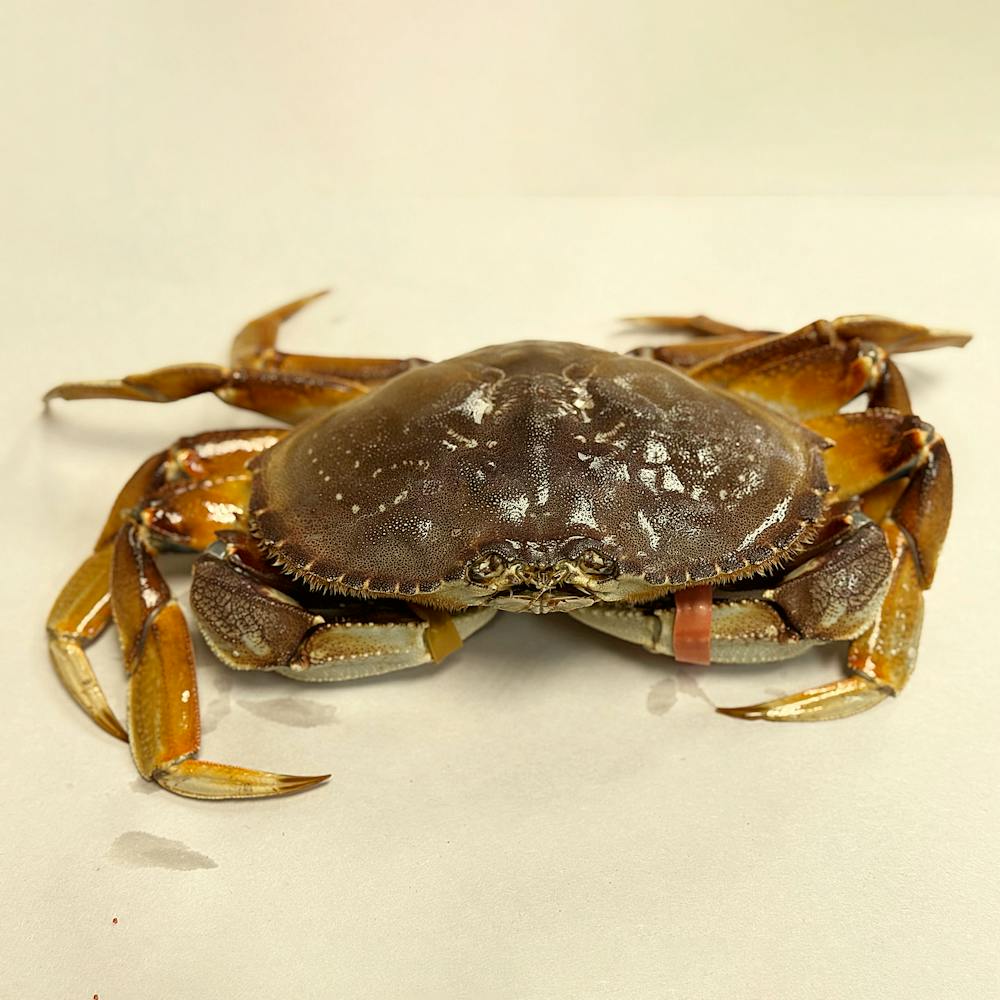 Aqua-Best-Dungeness