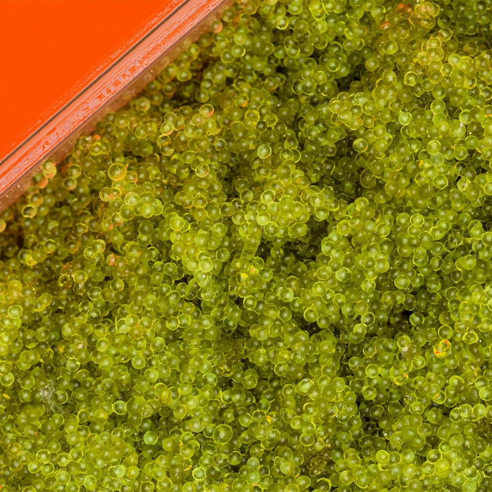 Aqua-Best-Green-Caviar-1