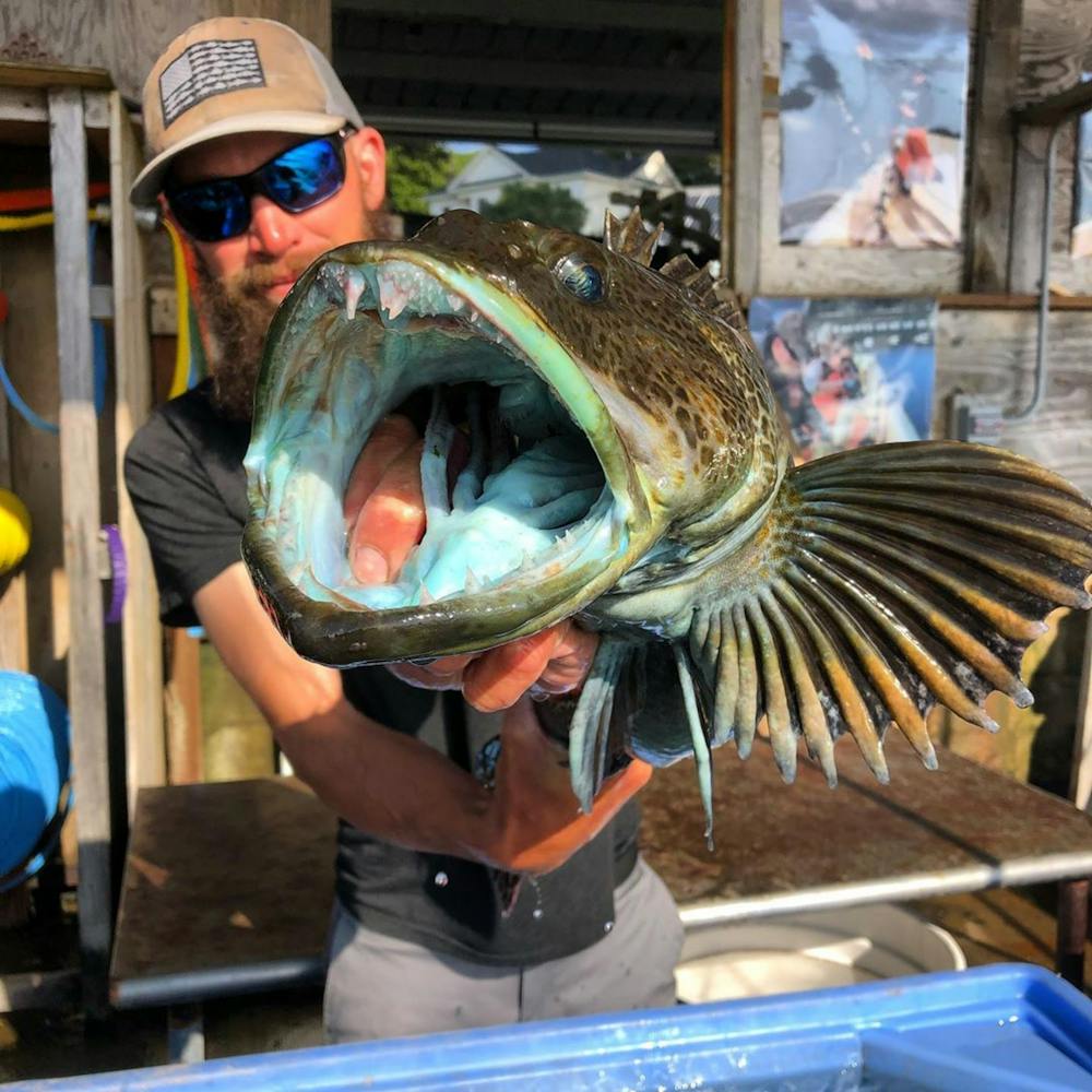 Lingcod_Fish_Hog_Island_2