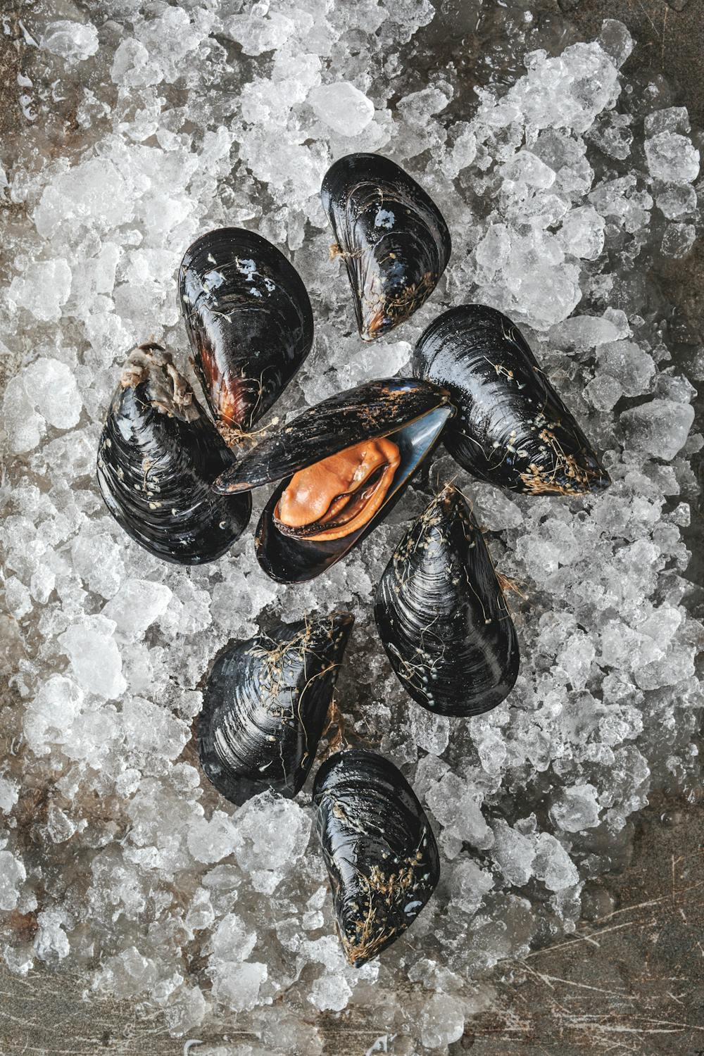 Mediterranean_Mussels_Hog_Island_1