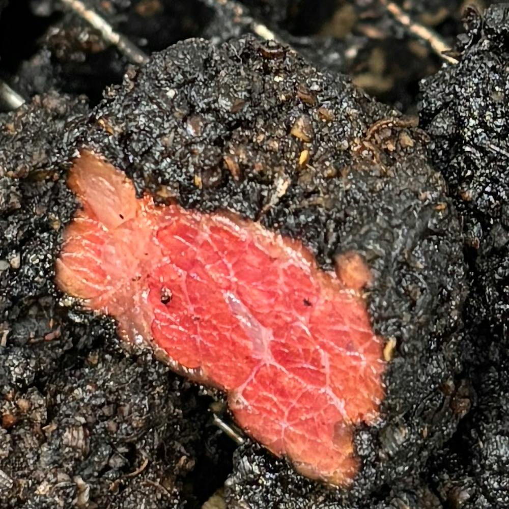 South-Jersey-Smoke-House-Burnt-Ends-2