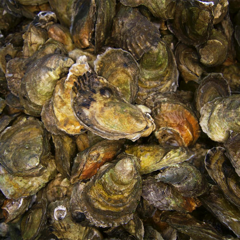 Wellfleet-Wild-Oysters-1
