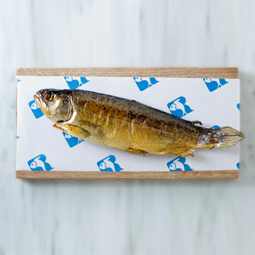 brook_trout_with_extra_background