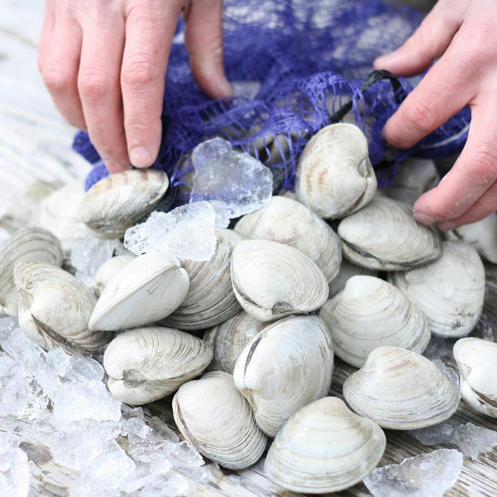 hardshell-clams-100-pack.13a48d30ed0056e83edb31a4ceb6ca4d