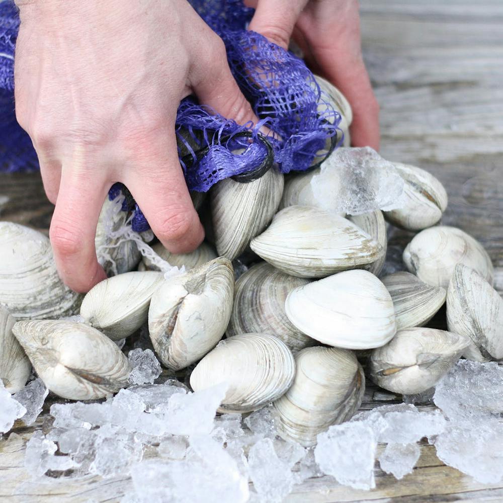 hardshell-clams-50-pack.b1d22b1c81dcb06a4209be0931cd7345