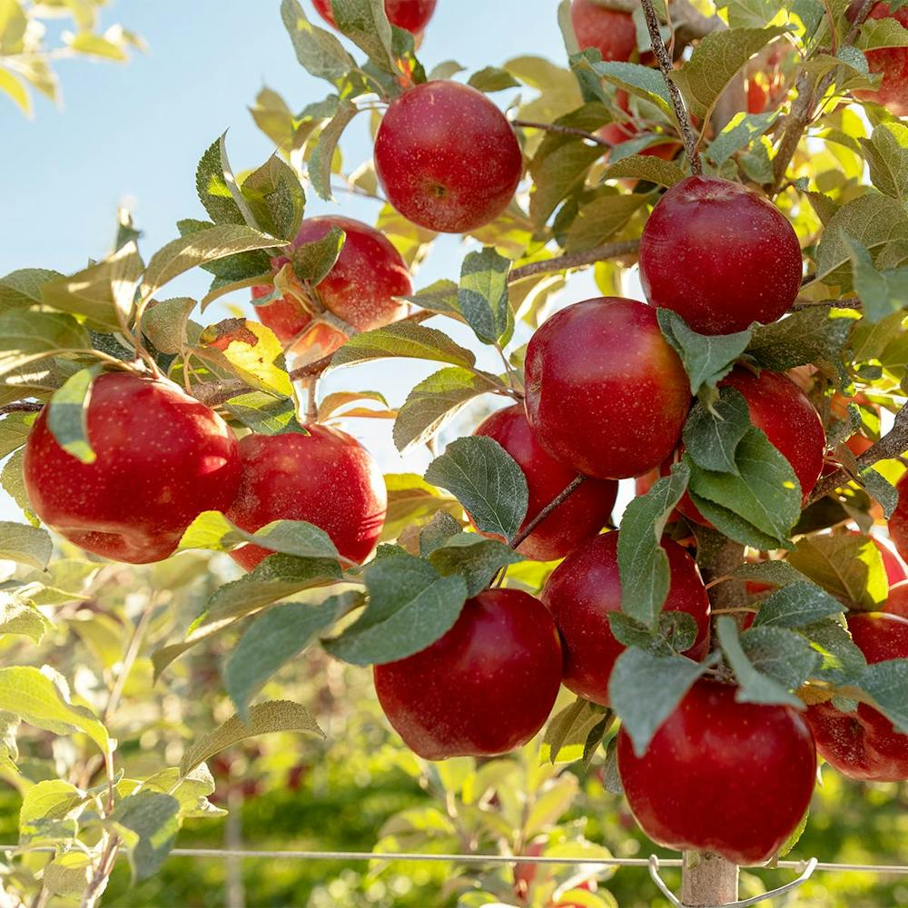 sugarbee-apple-dozen.95665f9f1131a64f810e5c5fd17de58f