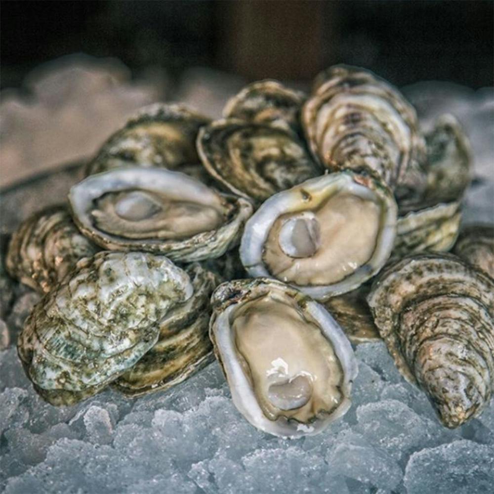 white-stone-oysters-100-pack.5abd2d91909acdbac11c30eecaed56a6